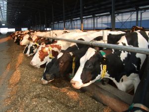 Secretele-unei-productii-ridicate-de-lapte-in-fermele-de-vaci