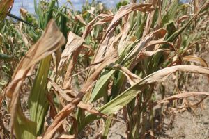 seceta-pune-pe-butuci-agricultura-judetului-alba1345640554